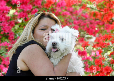 Maltesisch (Canis lupus f. familiaris), blonde Frau mit sieben Jahre alten maltesischen, Deutschland Stockfoto