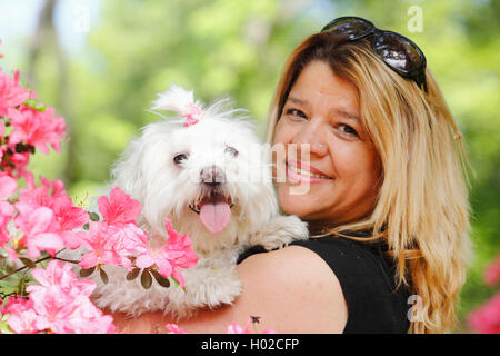 Maltesisch (Canis lupus f. familiaris), blonde Frau mit sieben Jahre alten maltesischen, Deutschland Stockfoto