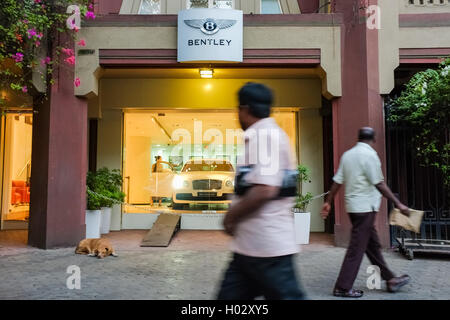 MUMBAI, Indien - 10. Januar 2015: Hund schlafen mit Männern vorbei an infront von Bentley Shop Stockfoto