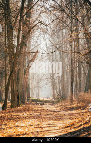 Landschaft Straße Lane Weg Gehweg durch Herbst Eichenwald mit Bäumen. Sonnenuntergang Sonnenaufgang. Niemand. Schöne Allee im Park. Stockfoto