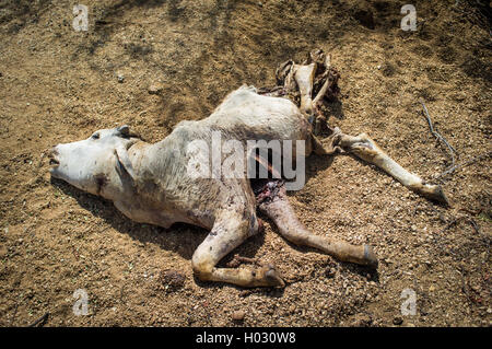 Leiche des Kalbes auf Boden nach Leoparden töten. Stockfoto