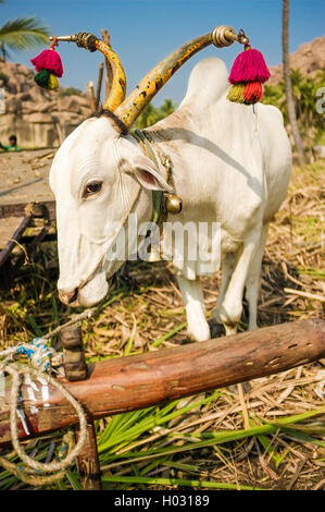 HAMPI, Indien - 1. Februar 2015: geschmückten indischen Ochsen in Zuckerrohr-Feld Stockfoto