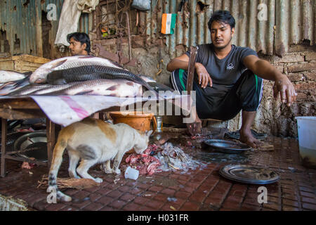 MUMBAI, Indien - 11. Januar 2015: Katze frisst Fisch Reste, während Anbieter sieht und auf Kunden wartet. Trotz dieser, Hygiene-Ständer Stockfoto