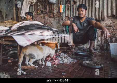 MUMBAI, Indien - 11. Januar 2015: Katze frisst Fisch Reste, während Anbieter sieht und auf Kunden wartet. Nachbearbeitet mit Getreide, Stockfoto