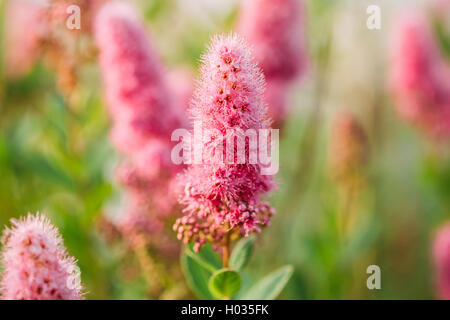 Rosa Spirea Blumen auf Bush im Frühjahr. Spiraea Blumen sind In dekorativen Garten- und Forstwirtschaft geschätzt. Die Pl Stockfoto