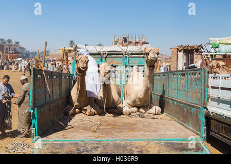 DARAW, Ägypten - 6. Februar 2016: Kamele auf der Rückseite des LKW auf Kamelmarkt in Daraw, Ägypten. Stockfoto