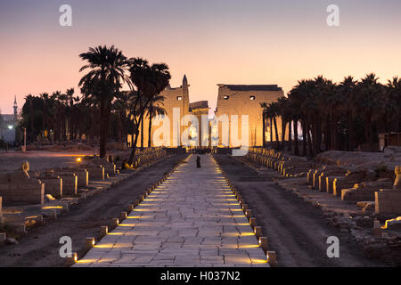 Nachtaufnahme von Avenue Sphinxe im Luxor-Tempel. Stockfoto