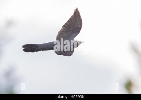 Gemeinsamen Kuckuck (Cuculus Canorus), Erwachsene im Flug, Oulu, Österbotten, Nordfinnland Stockfoto