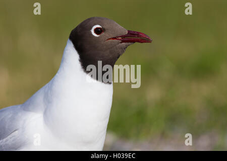 Lachmöwe (Chroicocephalus Ridibundus), Erwachsene Closeup, Oulu, Österbotten, Nordfinnland Stockfoto