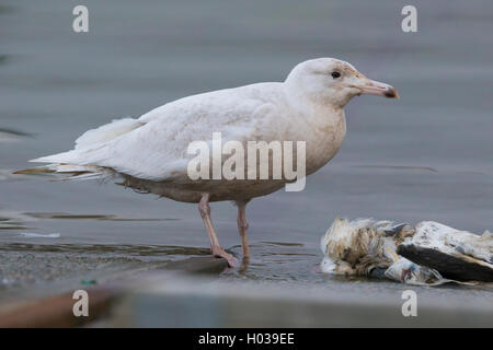 Glaucous Gull (Larus Hyperboreus), juvenile Fütterung auf eine Möwe, Berlevåg, Finnmark, Norwegen Stockfoto