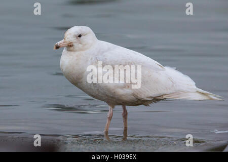 Glaucous Gull (Larus Hyperboreus), juvenile stehend im Wasser, Berlevåg, Finnmark, Norwegen Stockfoto