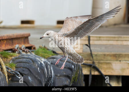 Silbermöwe (Larus Argentatus), juvenile im Flug, Berlevåg, Finnmark, Norwegen Stockfoto