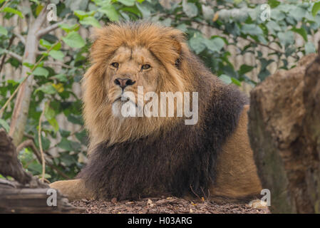 Männliche Löwen fotografiert an einem Sommertag im Zoo Kopenhagen, Dänemark Stockfoto