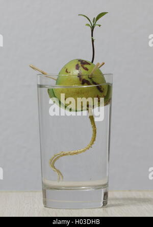 Avocado Samen mit neuen Keimen und Wurzeln in einem Glas Wasser Stockfoto