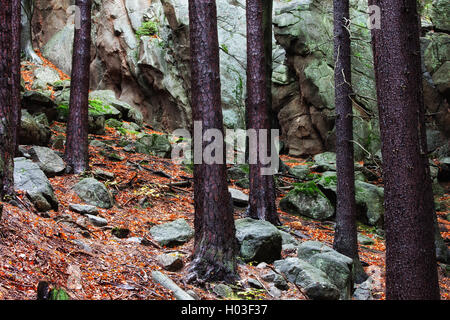 Bergwildnis Wald im Herbst, Bäume und Felsen, Geröll, Laub, Riesengebirge, Sudeten, Polen, Europa Stockfoto