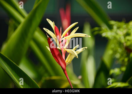 Wunderschöne Paradiesvögel oder strelitzia Stockfoto