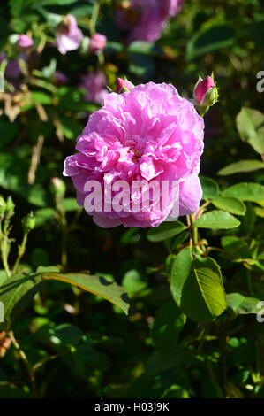 Einzigen Rosa Harlow Carr (Aushouse) in den Rosengarten am Garten RHS Harlow Carr, Harrogate, Yorkshire angebaut. England-UK. Stockfoto