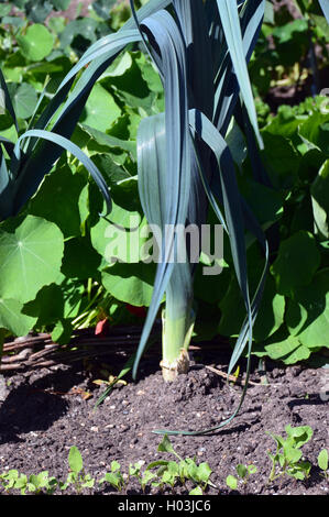 Lauch (Jolant) wächst im Gemüsegarten von RHS Garden Harlow Carr, Harrogate, Yorkshire, England, Großbritannien. Stockfoto