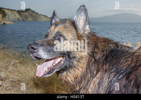 Hunderasse Deutscher Schäferhund auf Natur Stockfoto