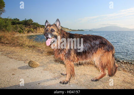 Hunderasse Deutscher Schäferhund auf Natur Stockfoto