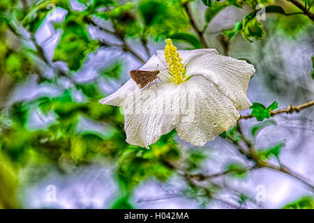Nahaufnahme eines kleinen Schmetterlings auf einem weißen Hibiskusblüten. Nordwestlichen Florida/USA Stockfoto