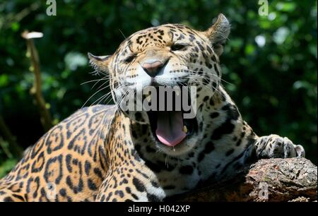 Gähnende südamerikanischen Jaguar (Panthera Onca) in einem Baum, Nahaufnahme des Kopfes Stockfoto