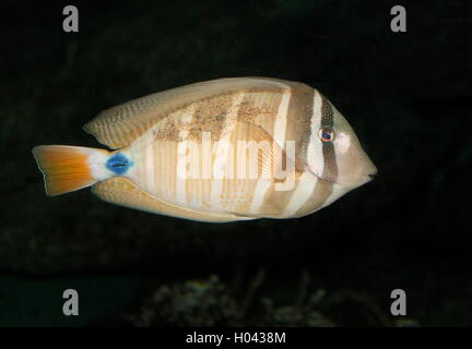 Pazifik Segel-Fin Tang oder Doktorfisch (Zebrasoma Velifer / Veliferum) Stockfoto