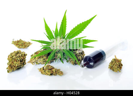 Medizinische Marihuana und Hash Öl auf weißem Hintergrund Stockfoto