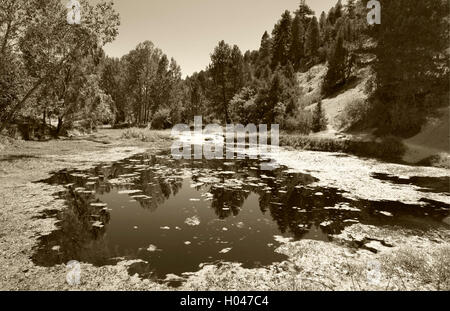 Landschaft mit Teich und Pine Forest in Spanien. Sepia-Farbton. Horizontale Stockfoto