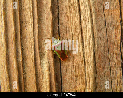 Eine grüne und rote kleine Bug Klettern auf die braune Holzwand Stockfoto