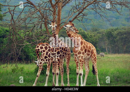 Drei Giraffen bewegt sich symmetrisch in Lake Mburo National Park, Uganda Stockfoto