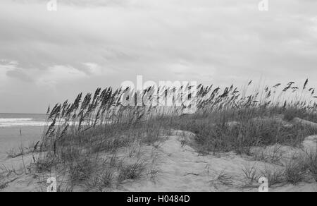 Sehafer und Rasen auf einem sandigen Pfad zum CocoaBeach, Florida. Stockfoto