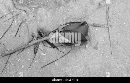 Einzelne Rose mit Seegras in Florida am Strand angespült. Stockfoto