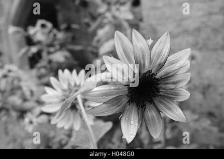 Schöne blühte Daisy mit Regentropfen in einem Garten an Bok Tower Gardens National Historic Landmark in See Wale, Florida, Usa. Stockfoto