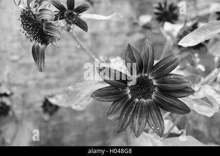 Schöne blühte Daisy mit Regentropfen in einem Garten an Bok Tower Gardens National Historic Landmark in See Wale, Florida, Usa. Stockfoto