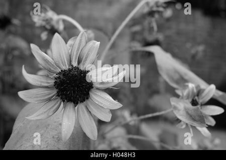 Schöne blühte Daisy mit Regentropfen in einem Garten an Bok Tower Gardens National Historic Landmark in See Wale, Florida, Usa Stockfoto