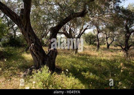 Wilde Blumen wachsen unter Olivenbäumen auf der Insel Paxos, die Ionischen Inseln, die griechischen Inseln, Griechenland, Europa Stockfoto