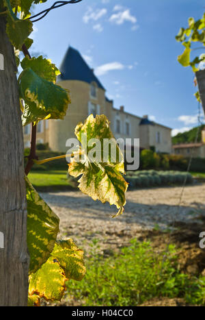 CHATEAU d'Yquem Ansicht schließen auf beleuchteten Semillon Weinblatt im Weingut Chateau d'Yquem Sauternes gironde Frankreich Stockfoto