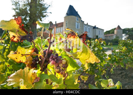 CHATEAU d'Yquem Ansicht schließen auf Semillon Trauben im Weinberg mit Chateau d'Yquem hinter Sauternes gironde Frankreich Stockfoto