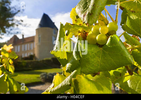 CHATEAU d'Yquem Ansicht schließen auf Semillon Trauben im Weinberg mit Chateau d'Yquem hinter Sauternes gironde Frankreich Stockfoto