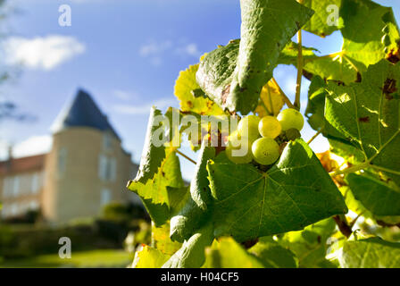 Schließen Sie die Ansicht auf Semillon Trauben im Château d ' Yquem Weinberg Sauternes Gironde Frankreich Stockfoto