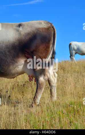 Grasende Kühe auf dem Hügel im Sommer Stockfoto