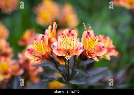 Alstroemeria Blumen. Peruanische Lilie. Stockfoto