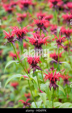 Monarda Didyma 'Squaw'. Bergamotte Blumen. Stockfoto