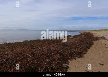 Seetang bedeckt Strand Drumadoon Bay in der Nähe von Blackwaterfoot Isle of Arran Schottland September 2016 Stockfoto