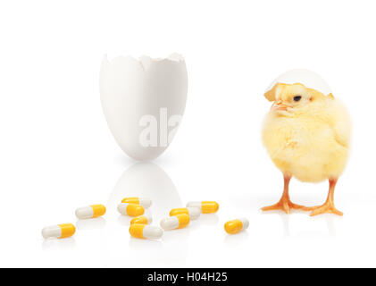 Kleine gelbe Huhn mit einem Teil der Eierschale auf dem Kopf in der Nähe von Haufen von gelben und weißen Kapseln und andererseits der Eierschale Stockfoto