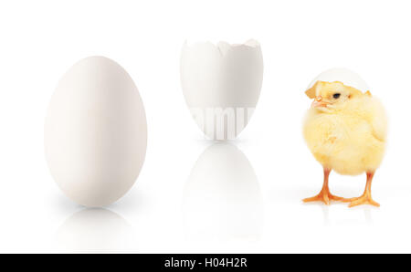 Kleine gelbe Huhn mit Teil des weißen Eierschale auf seinen Kopf, andere Teil der Eierschale und einzelne ei isoliert auf weißem Hintergrund Stockfoto