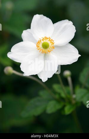 ANEMONE X HYBRIDA HONORINE JOBERT Stockfoto