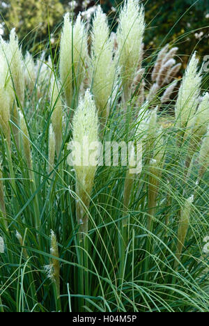 CORTADERIA SELLOANA PUMILA PAMPASS GRASS Stockfoto