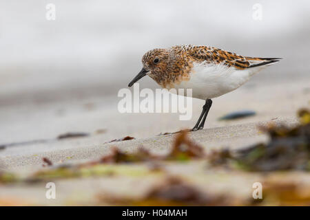 Kleinen Stint (Calidris Minuta) Erwachsene stehen am Ufer Stockfoto